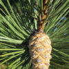 pine-cone_0264